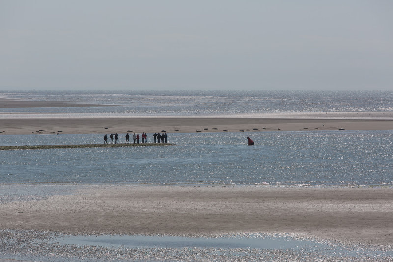 Phoques en Baie dAuthie