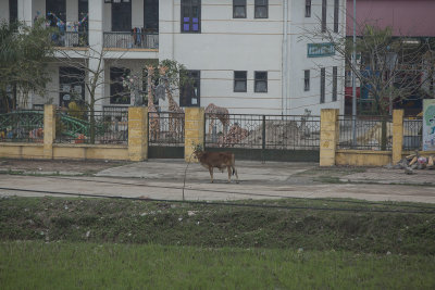 _1937  Rizieres au Nord Est d'Hanoi.jpg