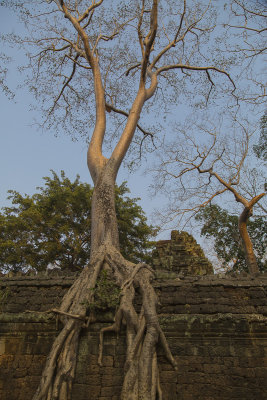 _3419 Ta Prohm.jpg