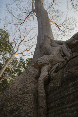 _3426 Ta Prohm.jpg