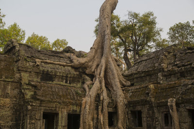 _3456 Ta Prohm.jpg