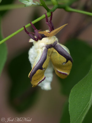 Freshly-hatched Luna Moth: Kennesaw Mountain, GA