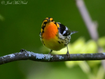 male Blackburnian Warbler: Kennesaw Mountain, GA
