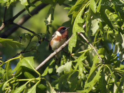 Bay-breasted Warbler: Setophaga castanea, male, Kennesaw Mountain, GA