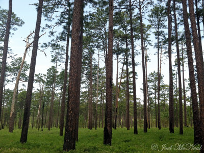 Old-growth Longleaf Pine savanna