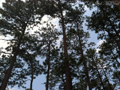 Old-growth Longleaf Pine canopy