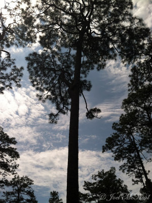 Old-growth Longleaf Pine 
