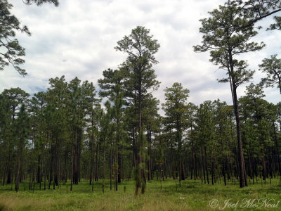 Old-growth Longleaf Pine savanna