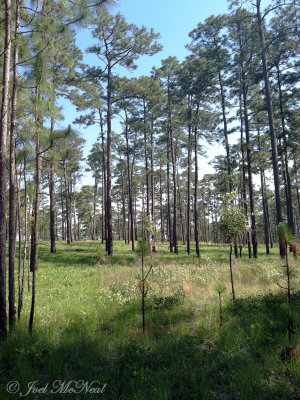 Old-growth Longleaf Pine savanna