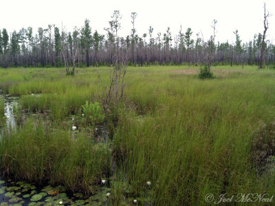 Okefenokee Swamp 'prairie'