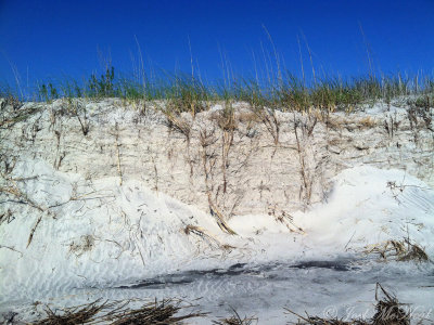 Sea Oats rhizomes stabilizing the dunes on Jekyll Island