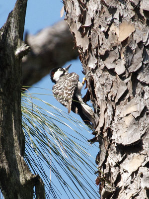 male Red-cockaded Woodpecker