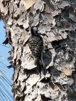 Red-cockaded Woodpecker