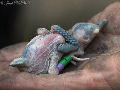 banded Red-cockaded Woodpecker nestling