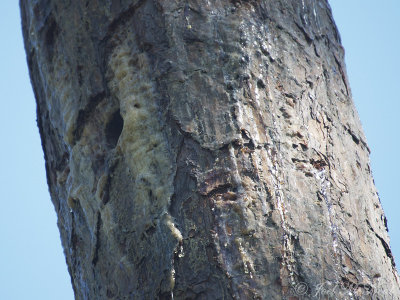 Red-cockaded Woodpecker nest cavity