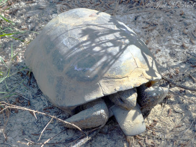 Gopher Tortoise: George L. Smith State Park