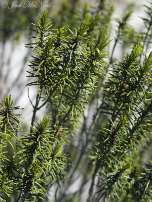 Florida Rosemary: Ceratiola ericoides, Ohoopee Dunes