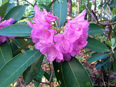 Catawba Rhododendron: Rhododendron catawbiense, Cloudland Canyon