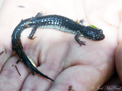 Chattahoochee Slimy Salamander: Vogel State Park