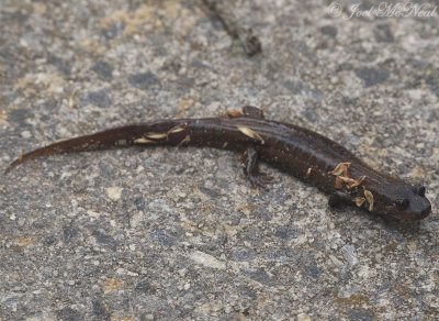 Blackbelly Salamander: Brasstown Bald