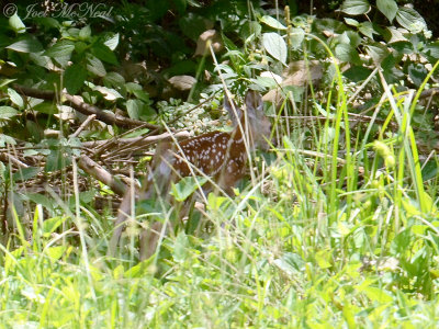 Fawn ducking into the woods, State Botanical Garden of Georgia