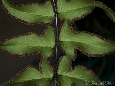 Cheilanthes viridis, false indusia