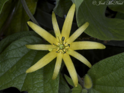 Citrus-yellow Passionflower: Passiflora citrina