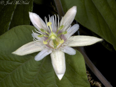 Dutchman's Laudanum: Passiflora rubra