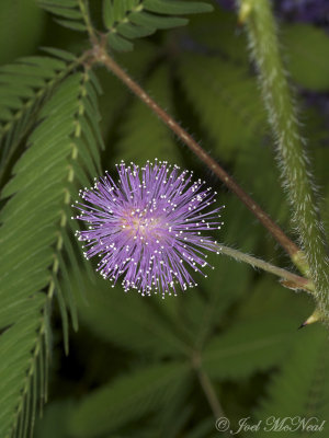 Sensitive Plant: Mimosa pudica
