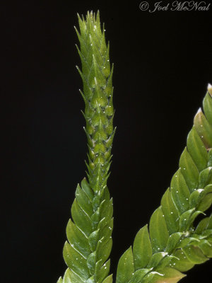 Arborvitae Fern: Selaginella braunii strobilus