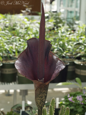 Voodoo Lily: Amorphophallus konjac
