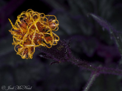 Purple Passion Plant: Gynura aurantiaca