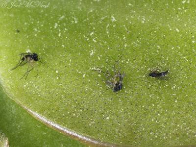 Fungus Gnats trapped on butterwort leaves