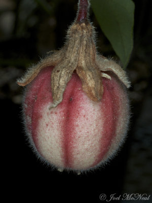 Passiflora rubra fruit