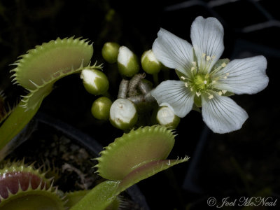 Venus Flytrap: <i>Dionaea muscipula</i>