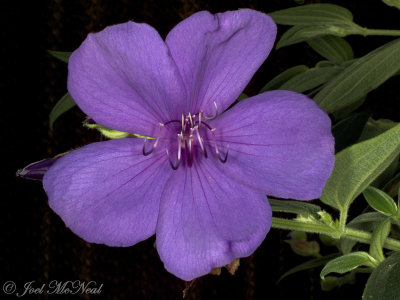 Princess Flower: Tibouchina urvilleana Athens Blue