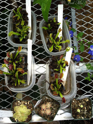 Flytraps and butterworts