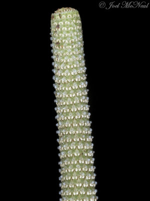 Blunt-leaved Pepperomia: Pepperomia obtusifolia