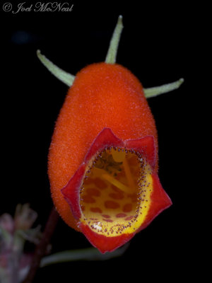 Hardy Gloxinia: Seemannia sylvatica