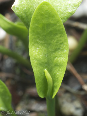 Southern Adder's-tongue: Ophioglossum pycnostachyum