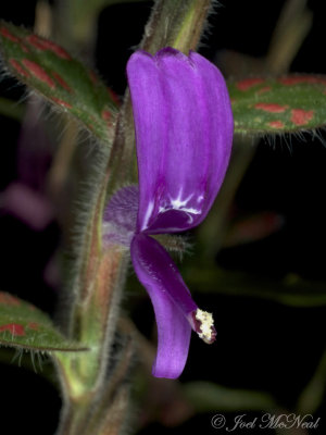 Polka Dot Plant: Hypoestes phyllostachya
