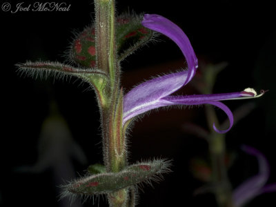 Polka Dot Plant: Hypoestes phyllostachya