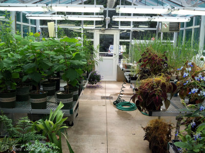 Kennesaw State University Greenhouse, 6 months after move-in