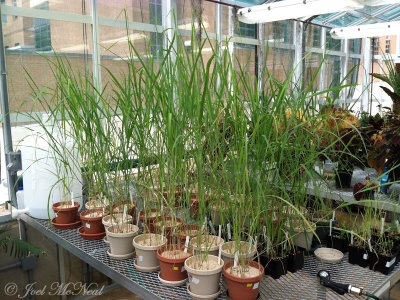 Switchgrass research plants