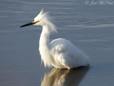 Snowy Egret: Savannah NWR, SC
