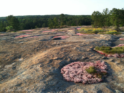 Dish Gardens at migmatite dome summit: Davidson-Arabia Mountain Nature Preserve