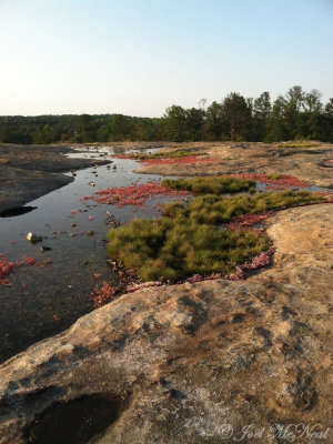 Ephemeral pools at migmatite dome summit: Davidson-Arabia Mountain Nature Preserve