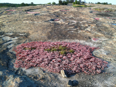 Elf Orpine dish gardens: Davidson-Arabia Mountain Nature Preserve