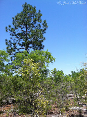 Longleaf Pine/Turkey Oak xeric dunes
