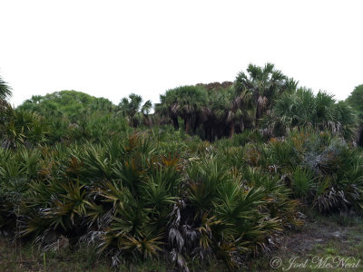 Saw Palmetto/Cabbage Palm thicket